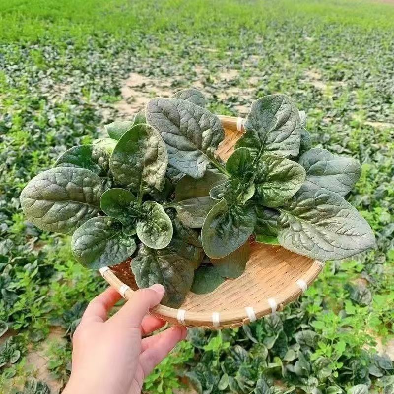 【大甩卖】5斤菠菜新鲜露天矮杆趴地霜降红根菠菜青菜蔬菜现挖1/3斤