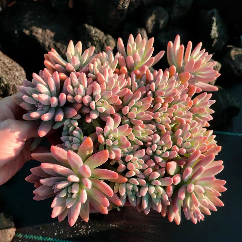 大秋丽多肉植物直播间3颗价
