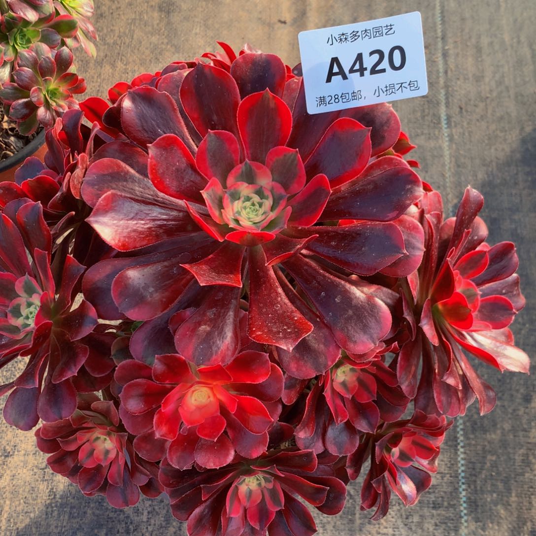 大*丁美杜莎4200000000