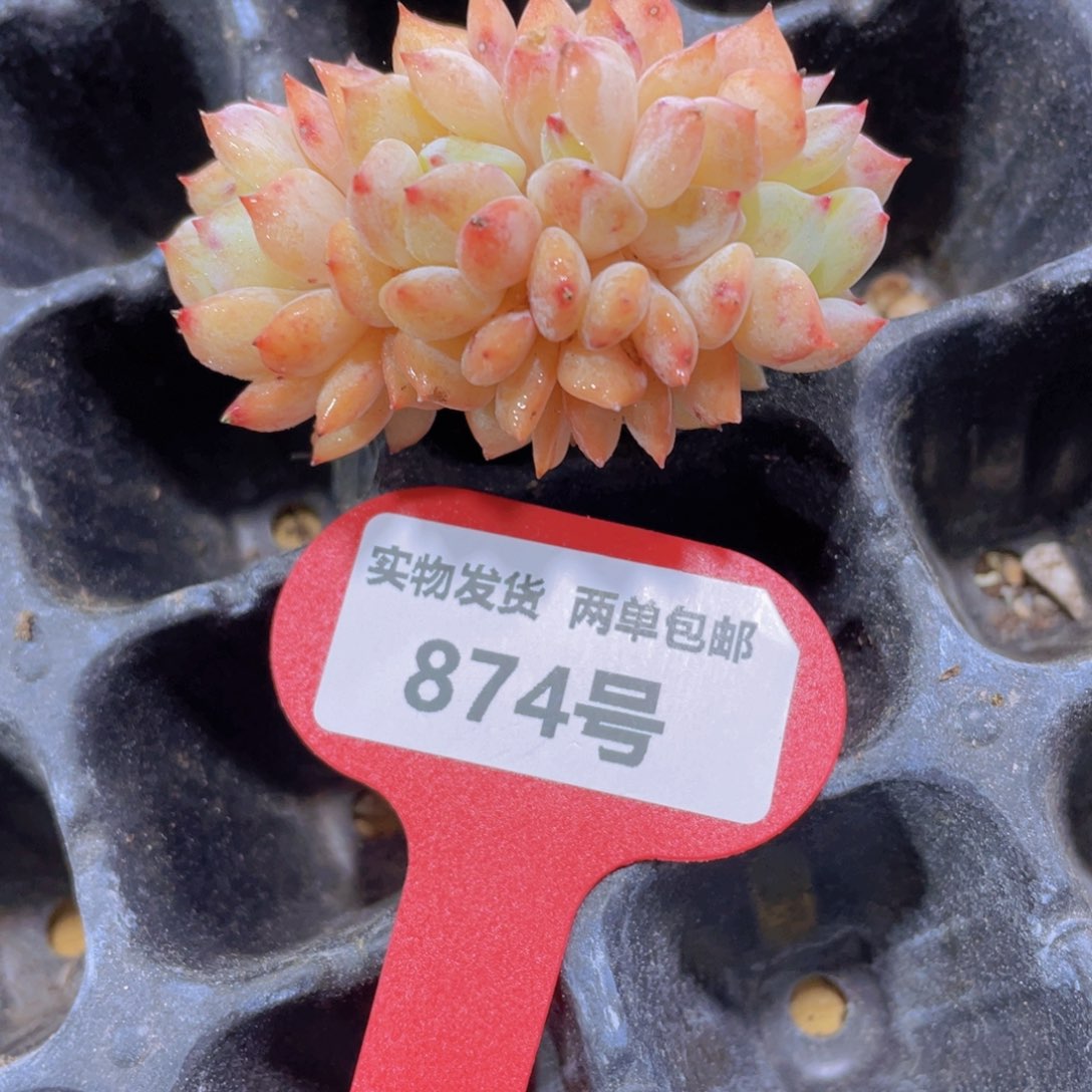 874号 龙头海盐薄荷缀化