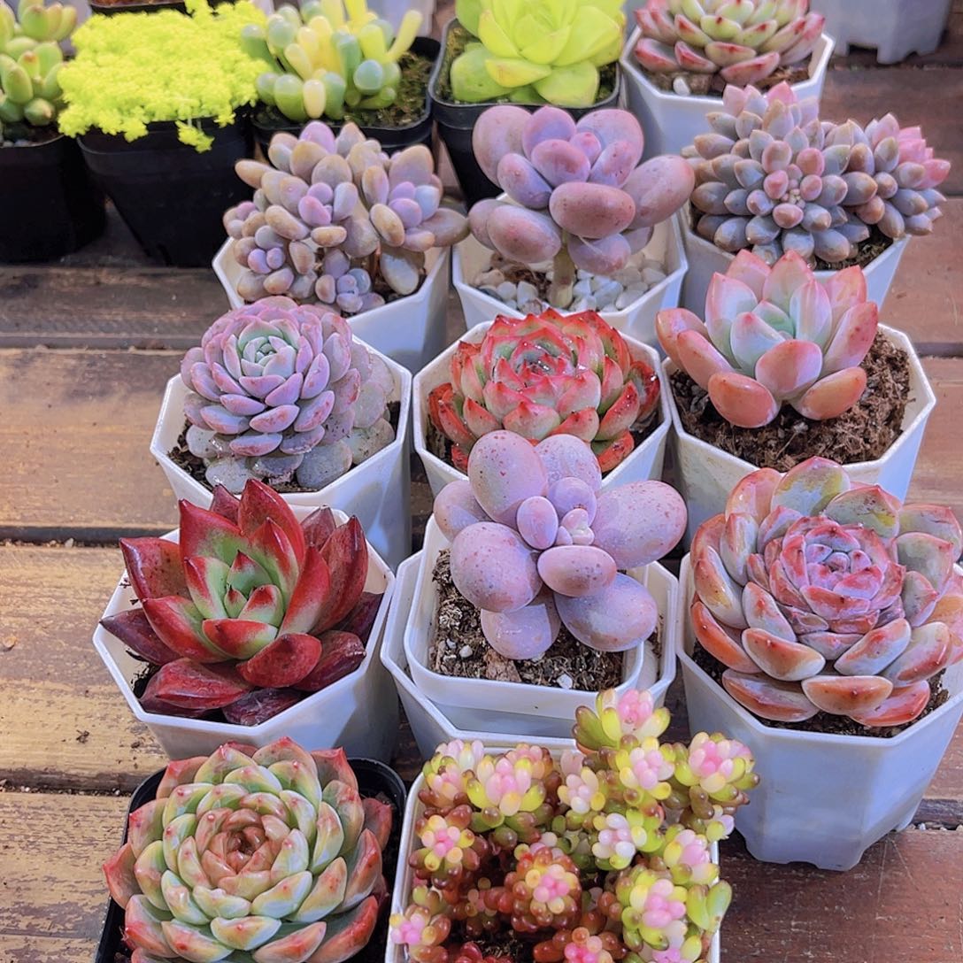 如图11盆福利套餐福利