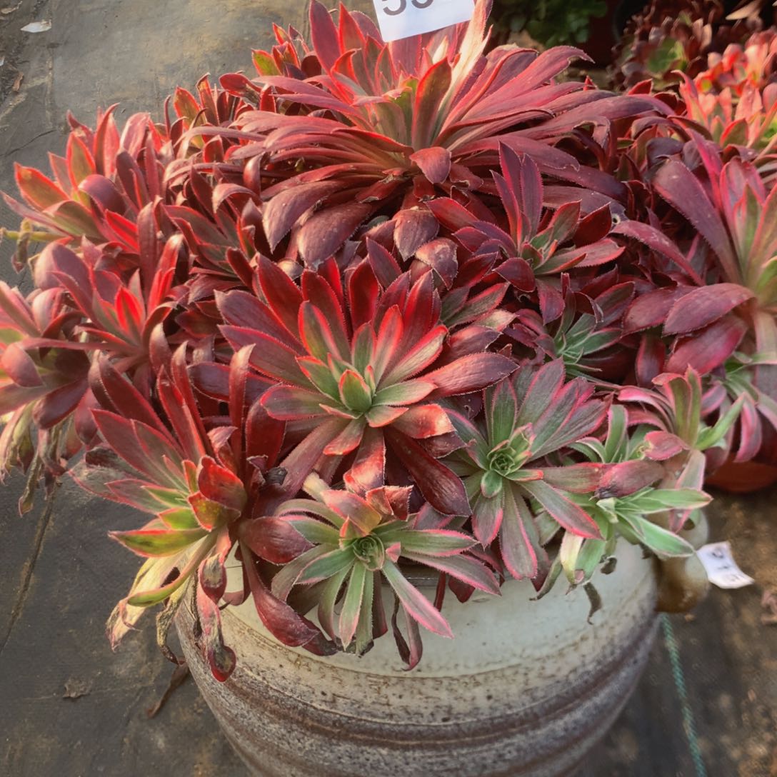 533惊红多肉植物