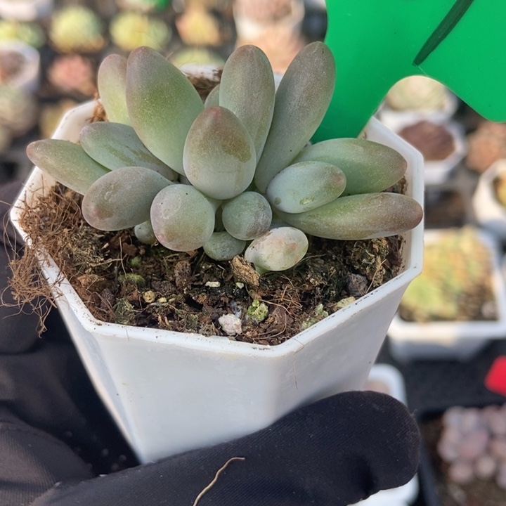 601白兰地多肉植物保护