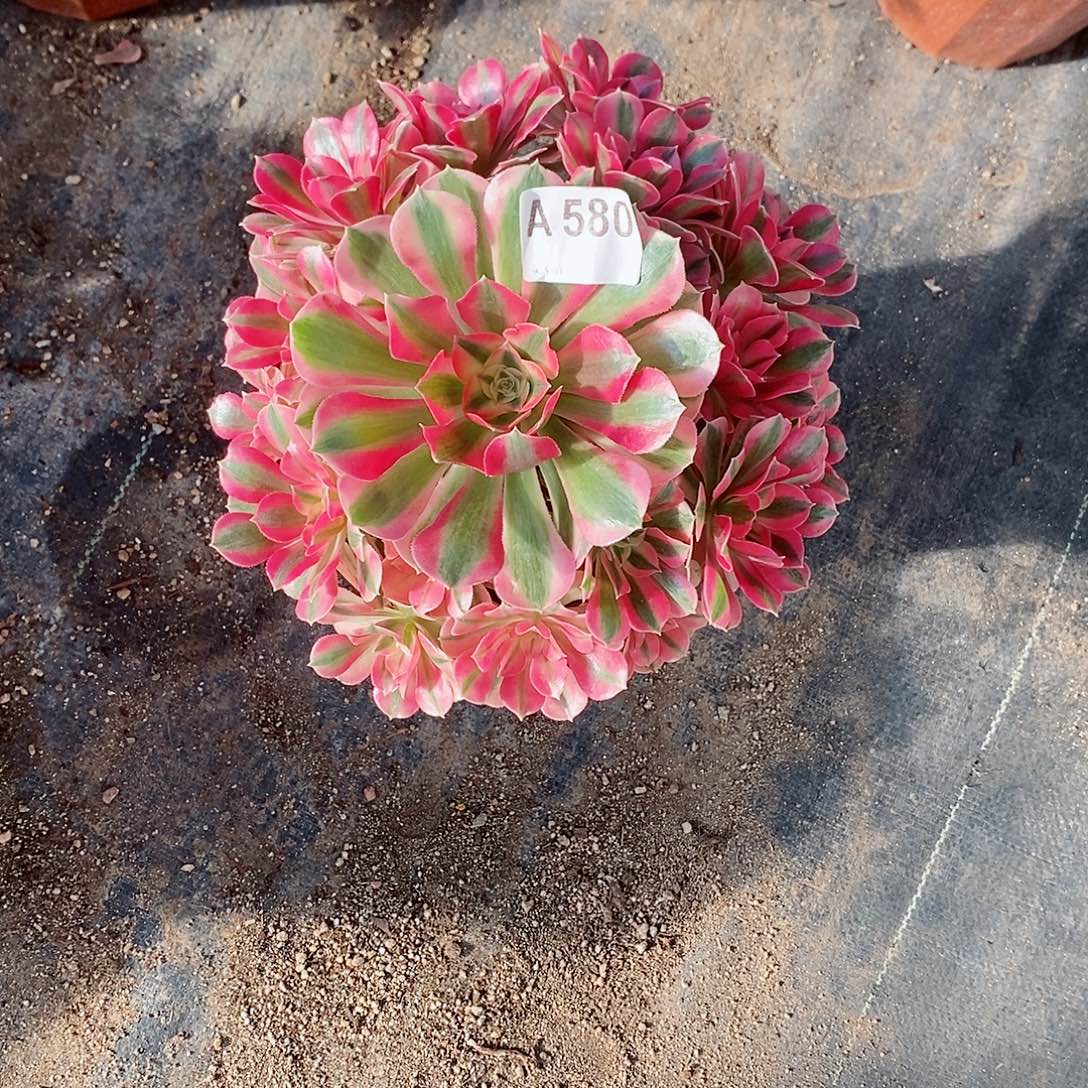 粉女巫580多肉11111