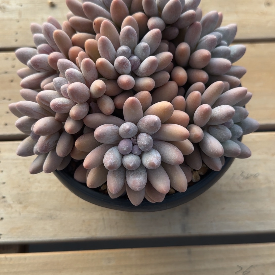 @***色多肉植物汤圆系列