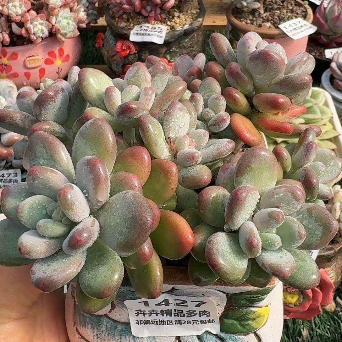 1427一物一拍（满28包邮）