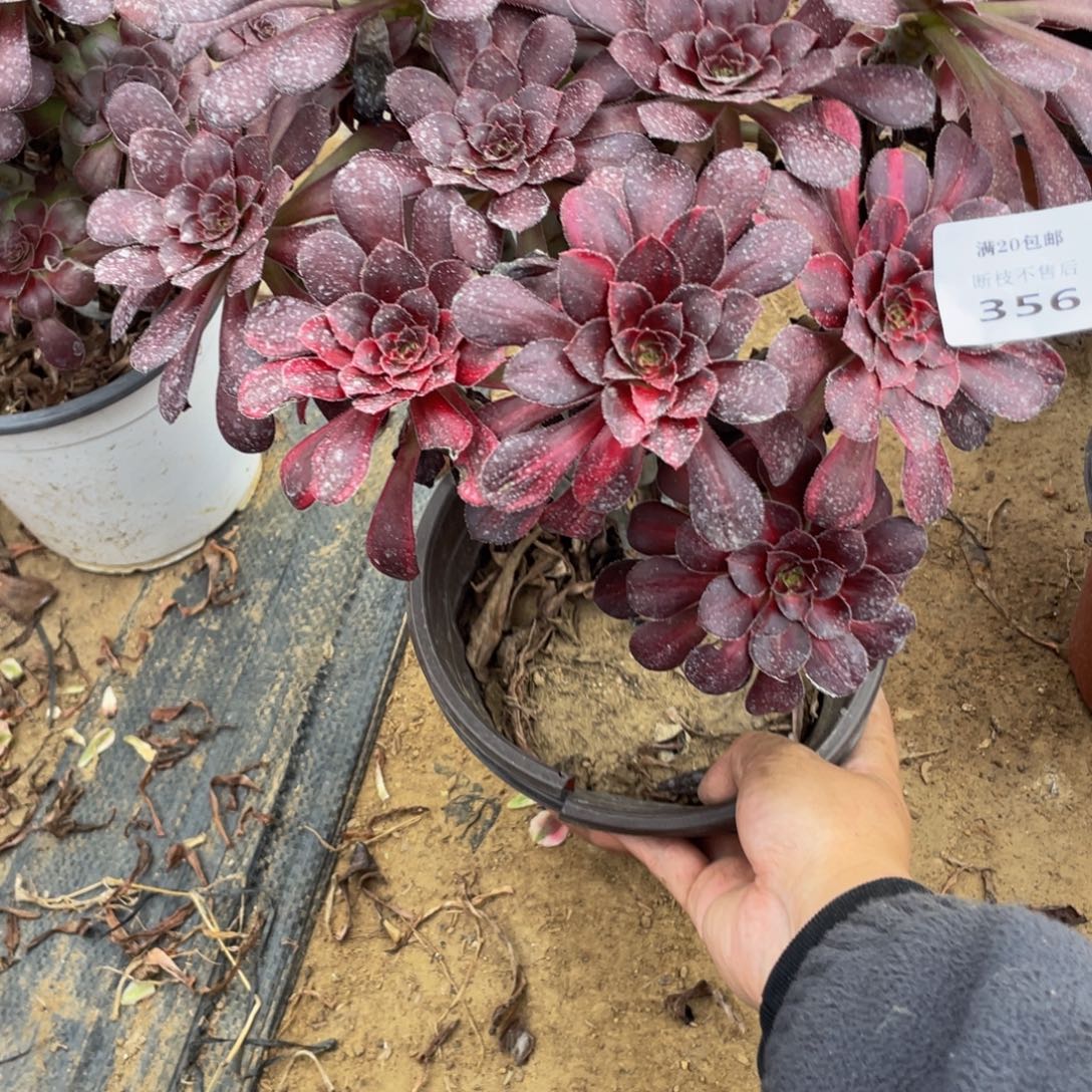 356断枝法师多肉断枝不包