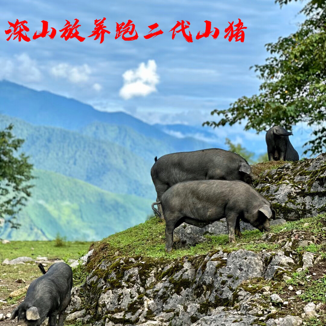 顺丰包邮｜跑山猪生态放养跑二代山猪肉新鲜肉香花腩排骨
