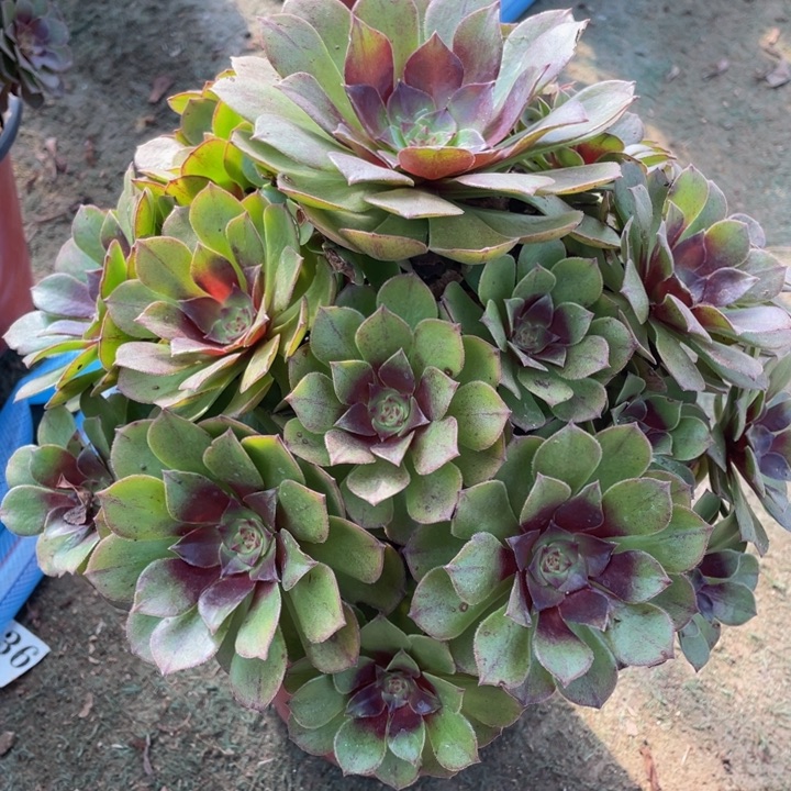 239红魔精品法师多肉