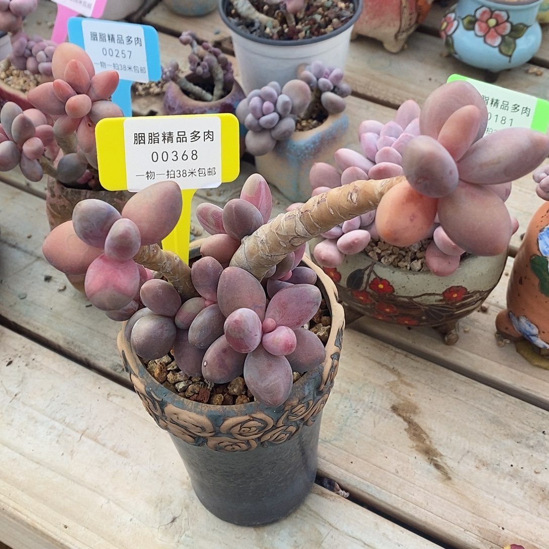 368透透气姐姐咯哦吐魔芋小雨