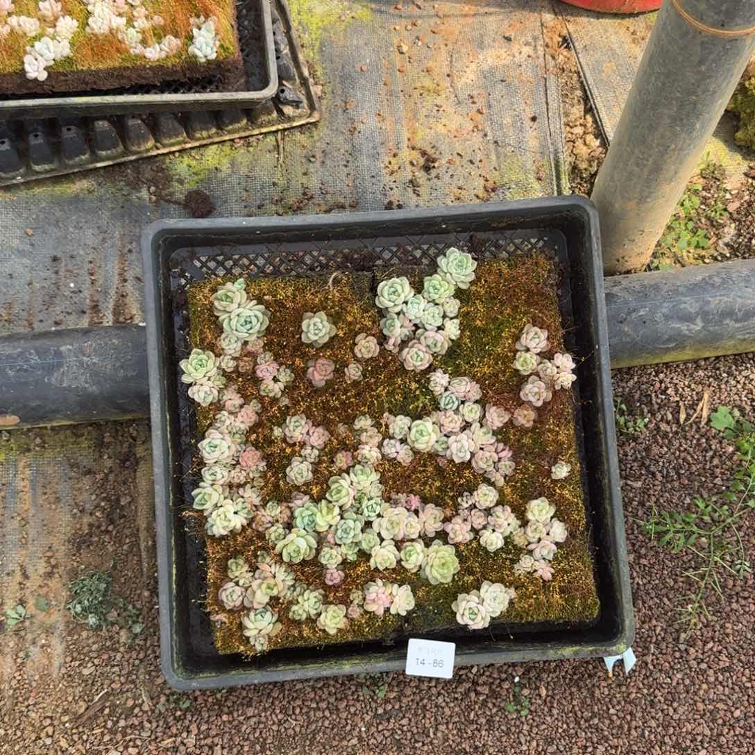 珍妮切糕一筐14-86