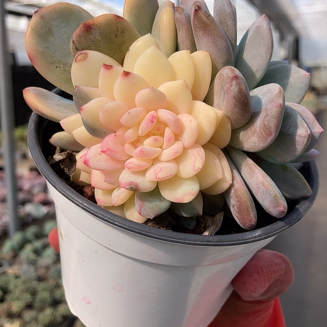 梦露锦缀随机很小