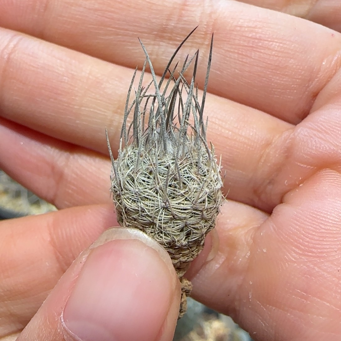 011实生迪克森多肉1.3