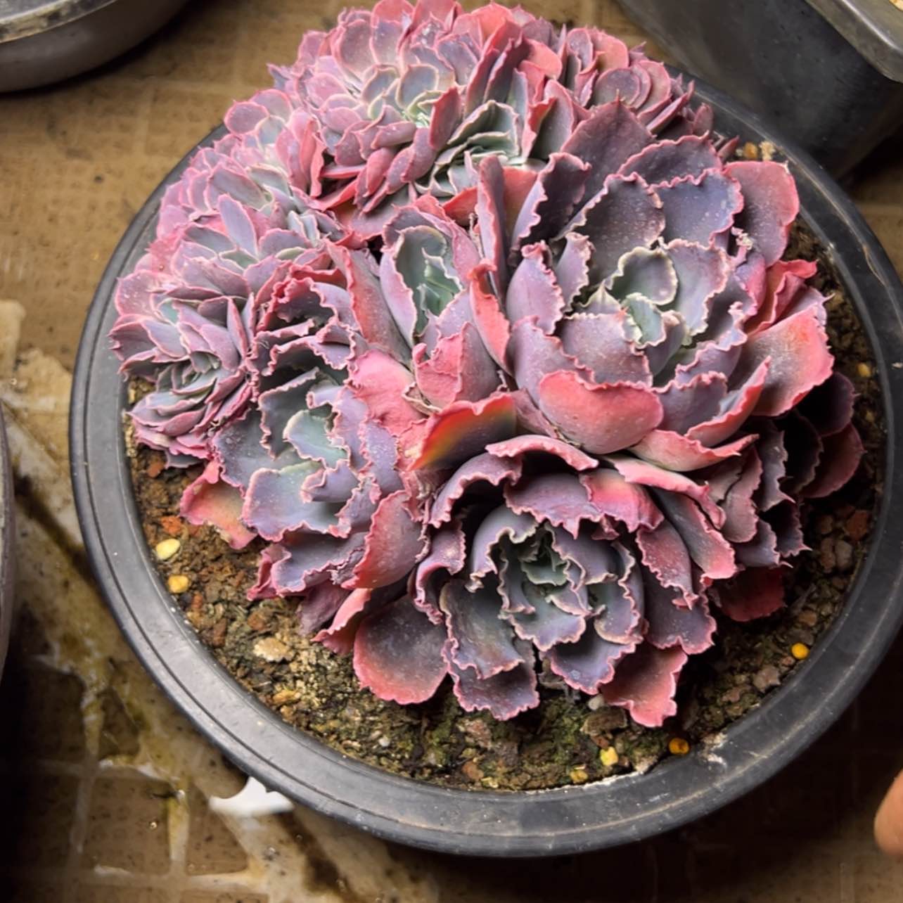 【闪购商品】001晚霞之舞缀多肉88