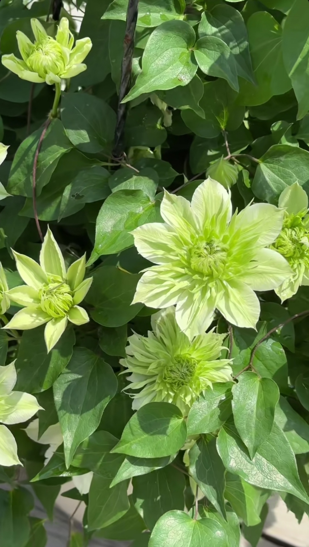 华川小苗绿色纯瓣三类