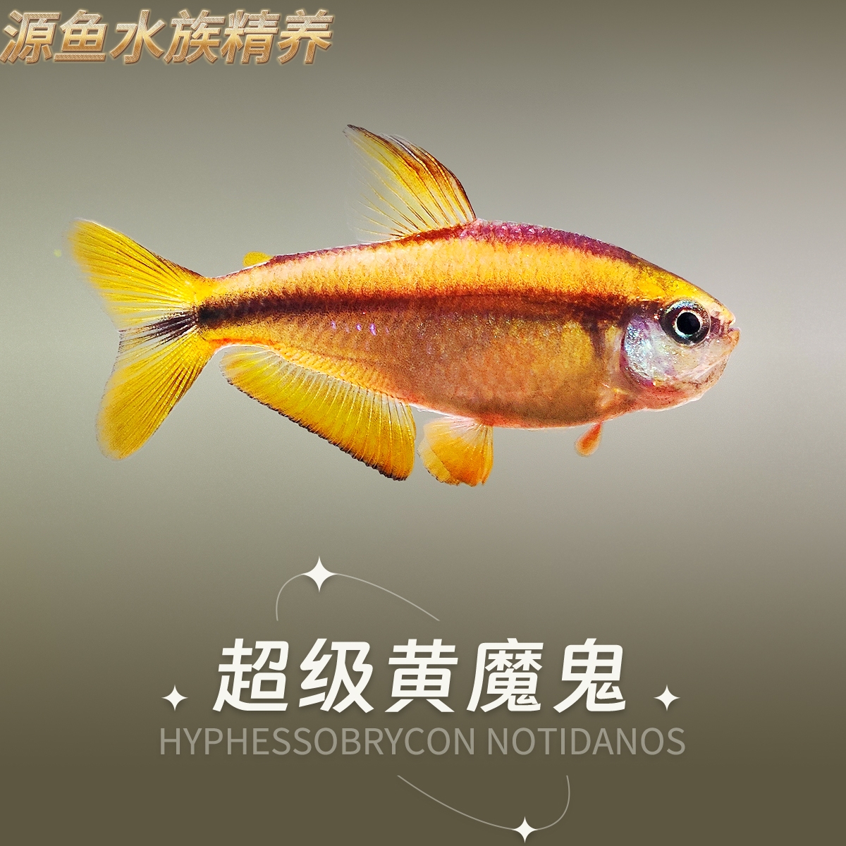 （精选）超级黄魔鬼/热带鱼/观赏鱼/南美灯鱼/草缸/南美缸