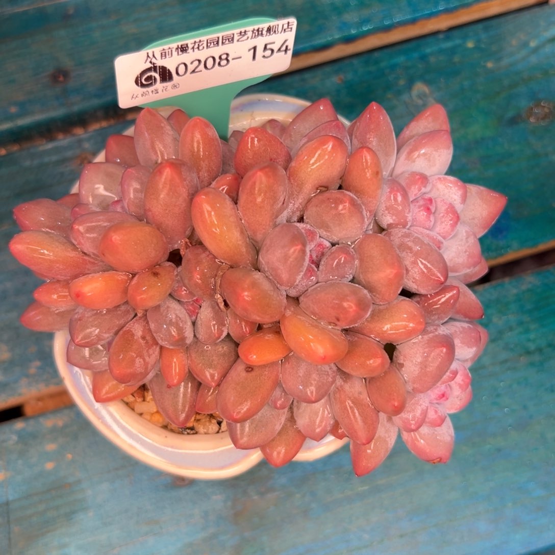 多肉一物一拍编号0208-154