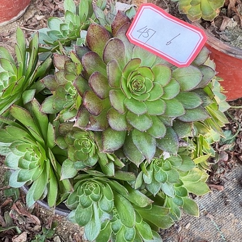 多肉植物红魔457号