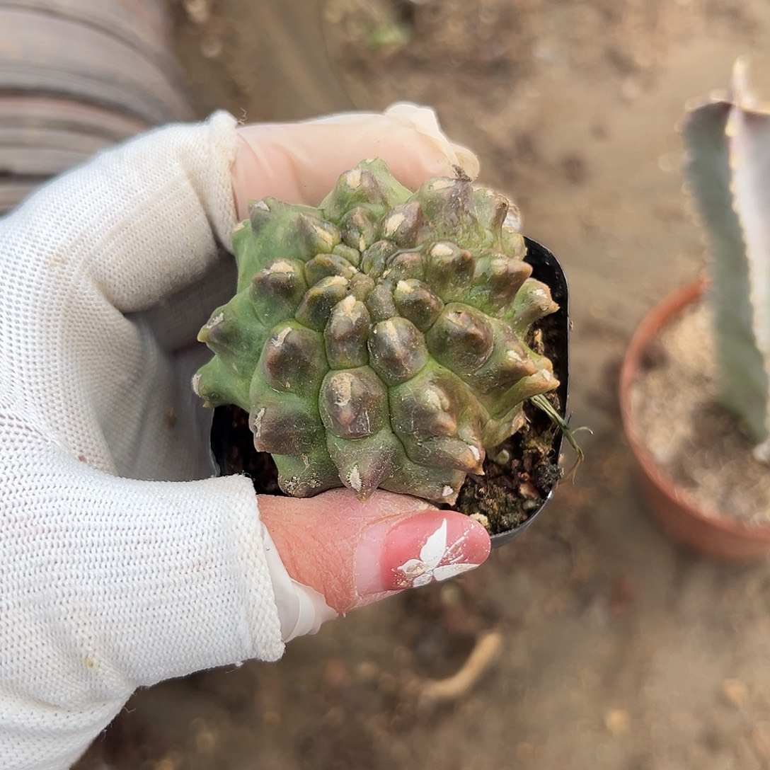 多肉植物多肉植物