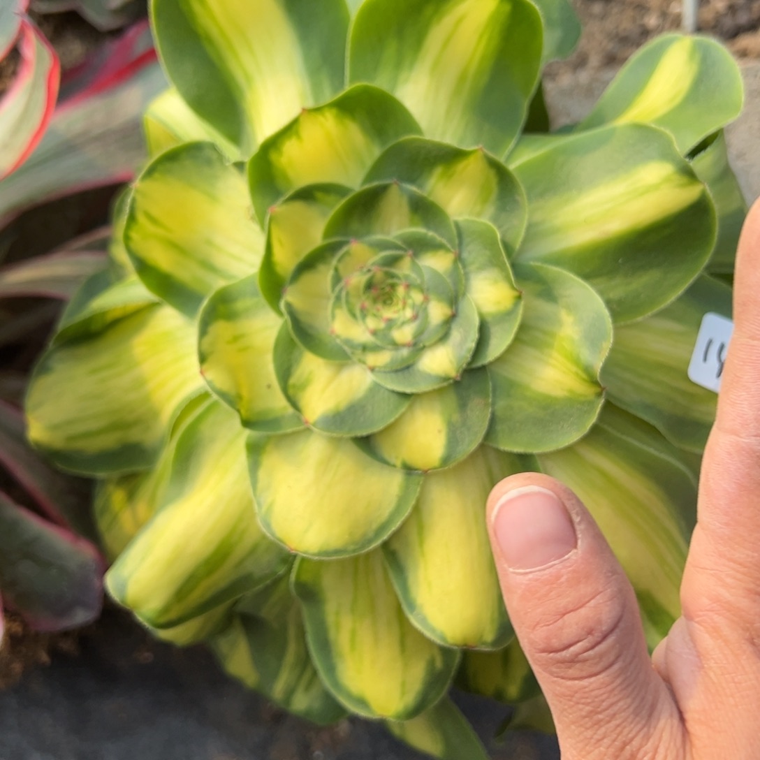 112暴君多肉多肉植物山东发