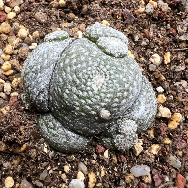 松露玉群生自根带盆仙人球室内阳台防辐射可开花好养仙人球盆栽