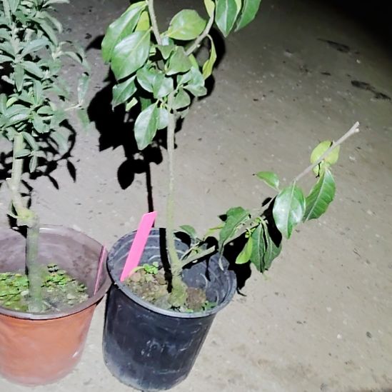 完全开放辣椒特色葫芦