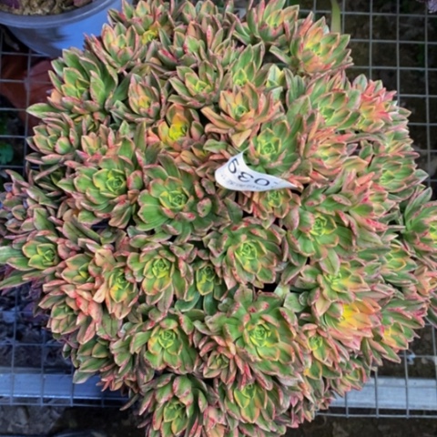 甜茶多肉植物2039