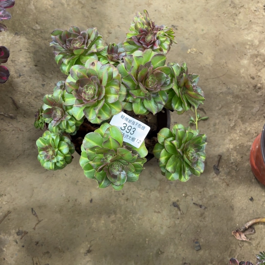 393抹茶缀化多肉植物法师微瑕