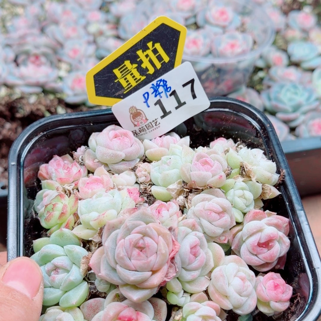 多肉植物多肉植物