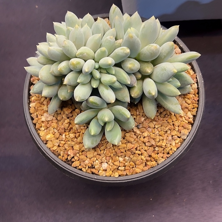 哥特叶插缀化多肉植物