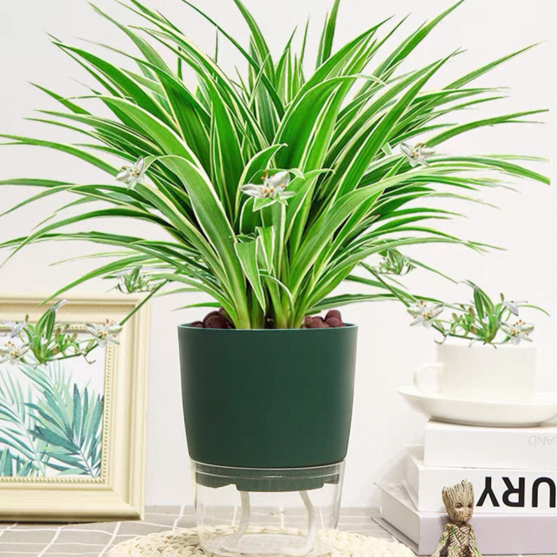 金边吊兰青叶吊兰盆栽垂吊花卉室内外好养吸除甲醛绿植