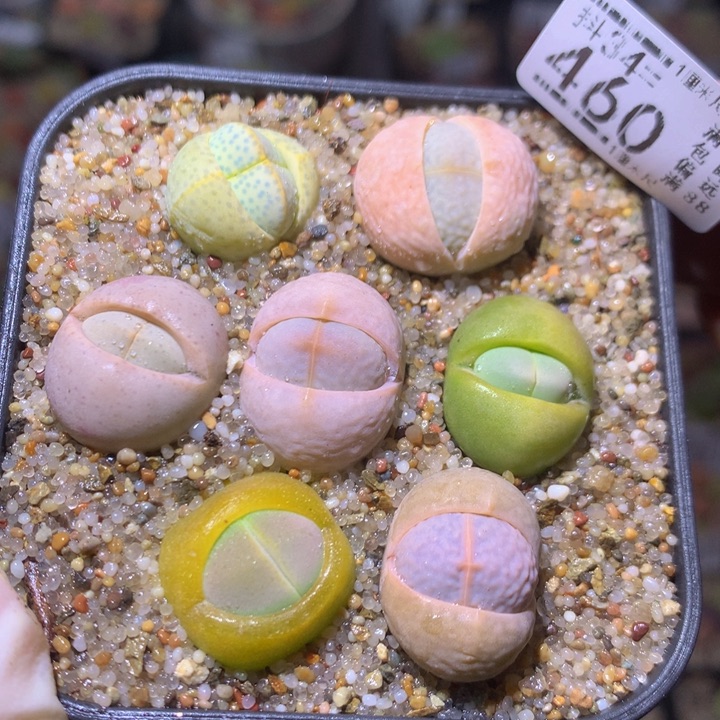 精品生石花34.460