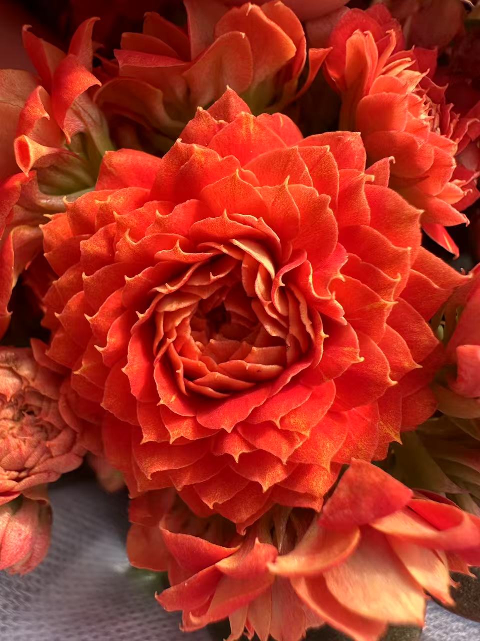 凤栖梧桐~季节长寿花盆栽室内客厅阳台懒人花卉