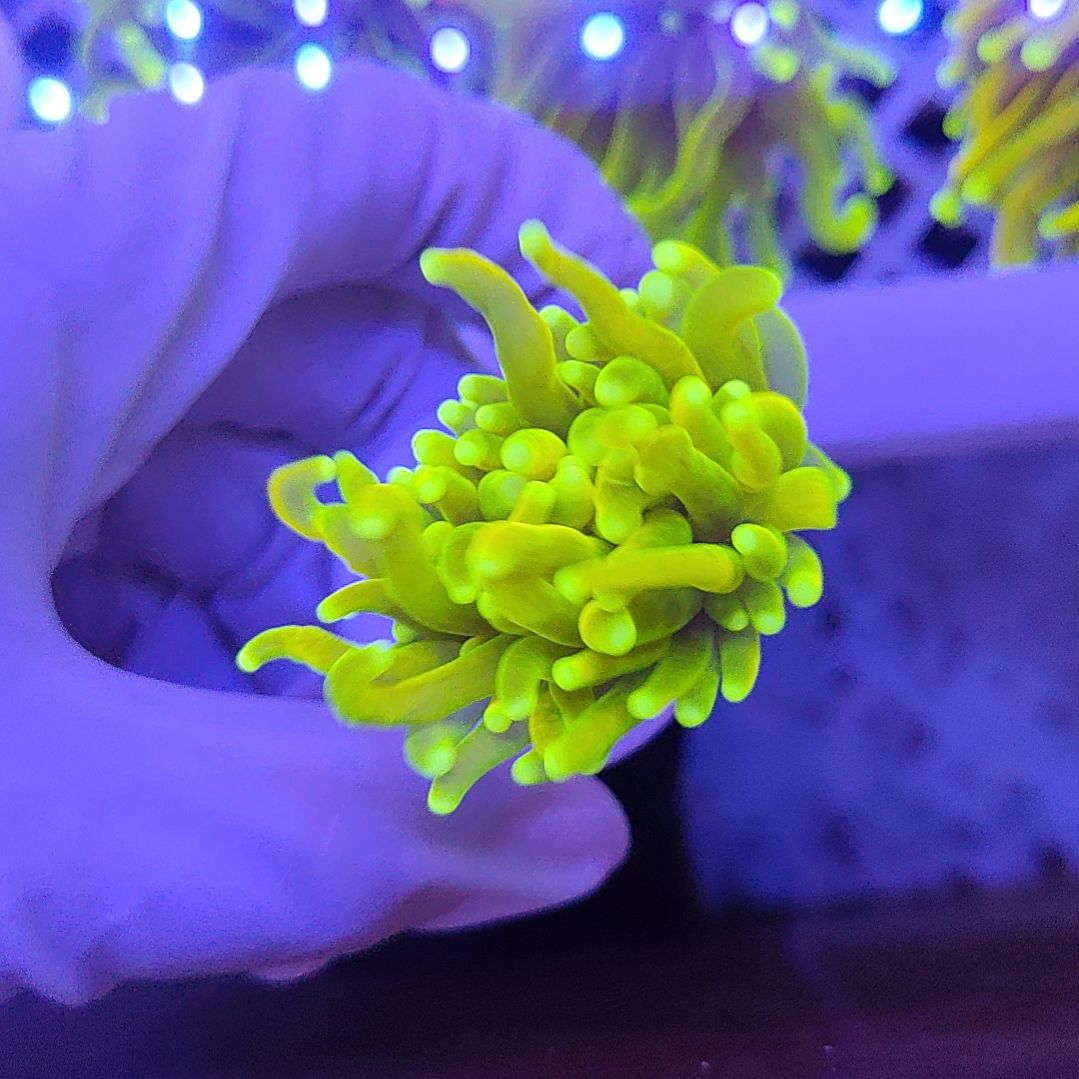 智海珊瑚不支持退货不包邮不到付接受下单