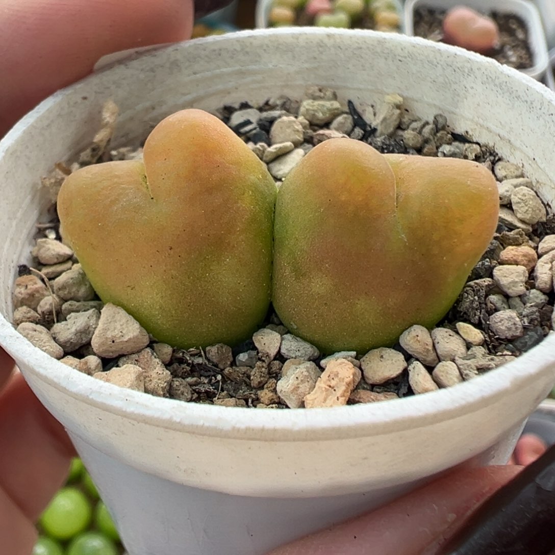 680水蜜桃带盆土发货
