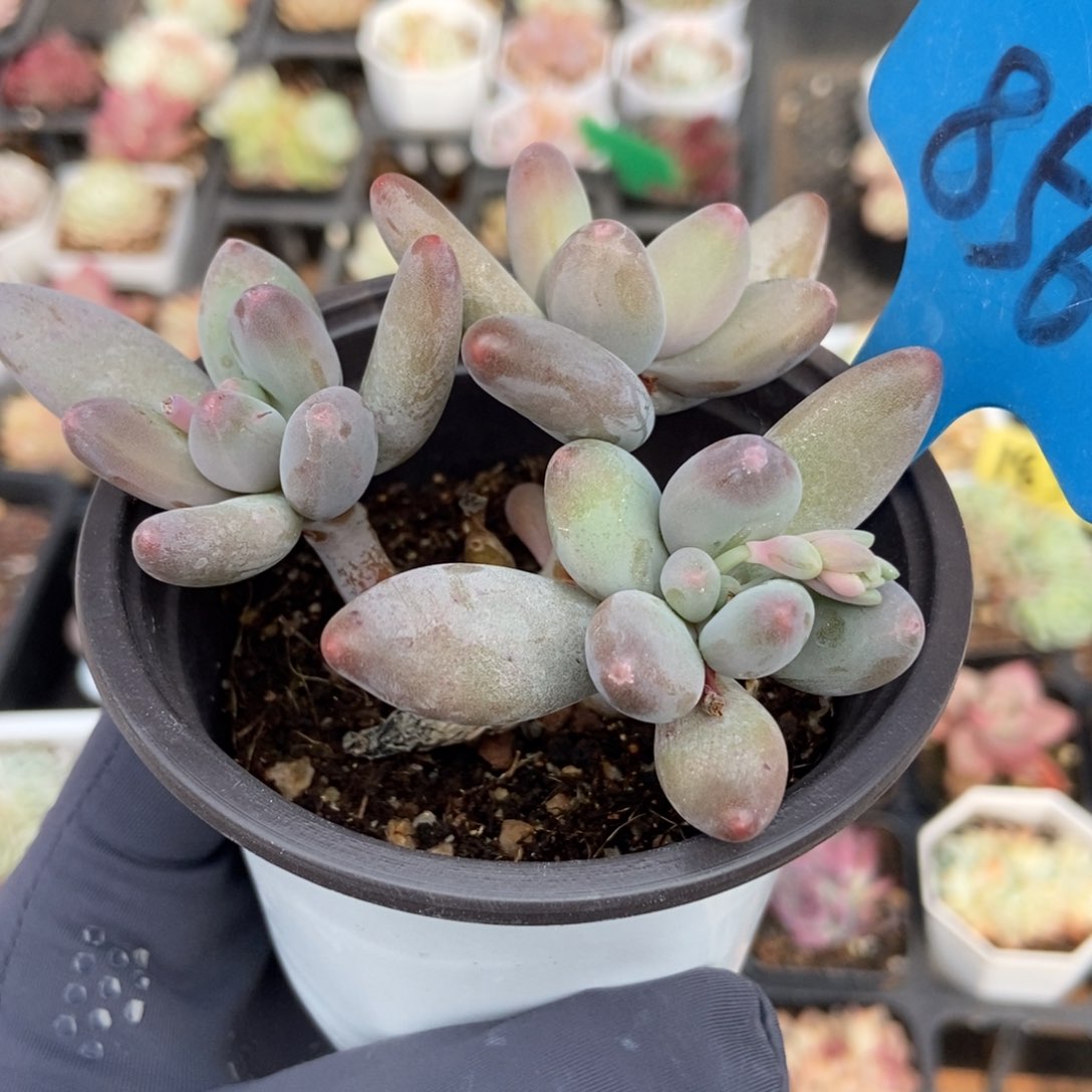 856白兰地多肉植物保护