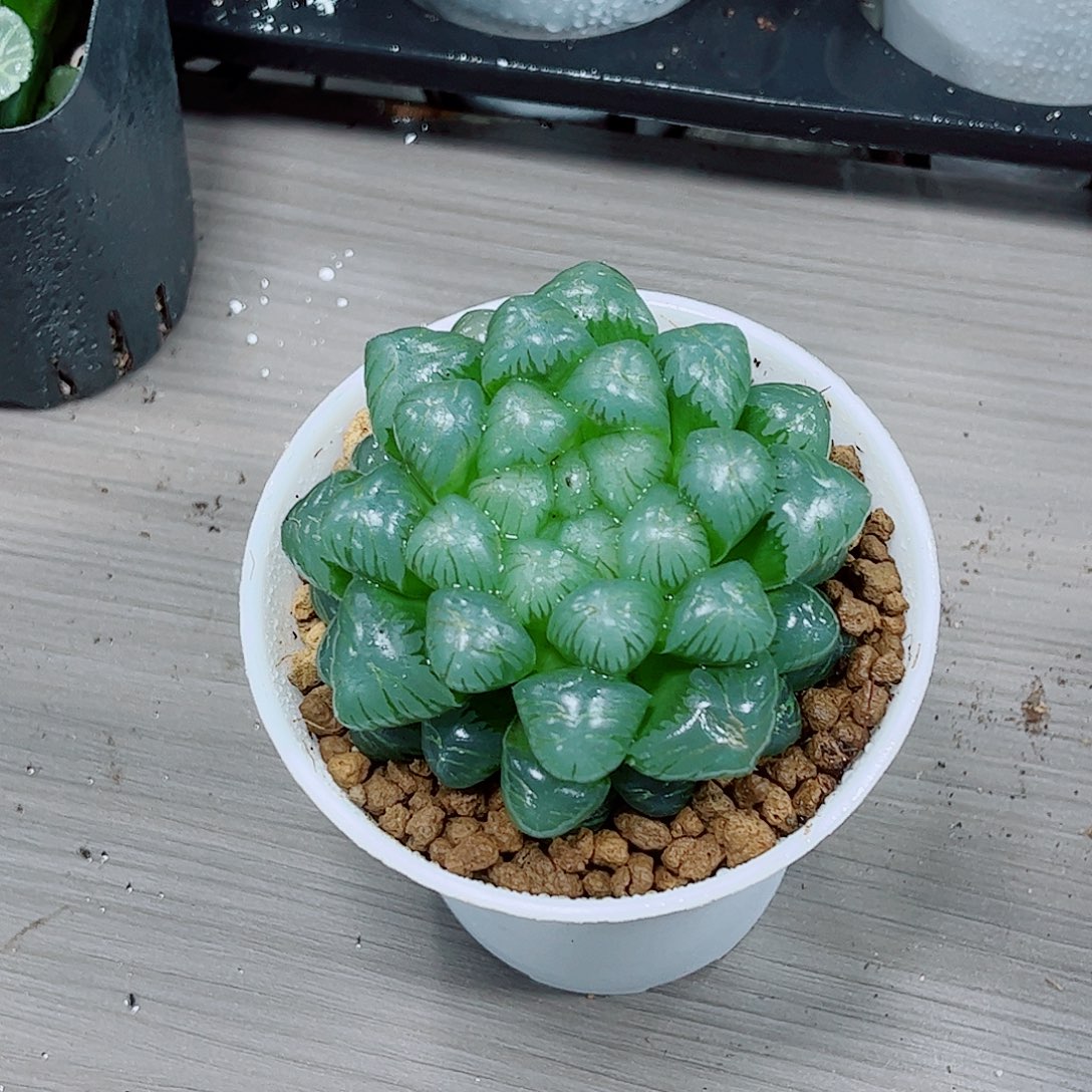 玉露冰灯一勿一拍