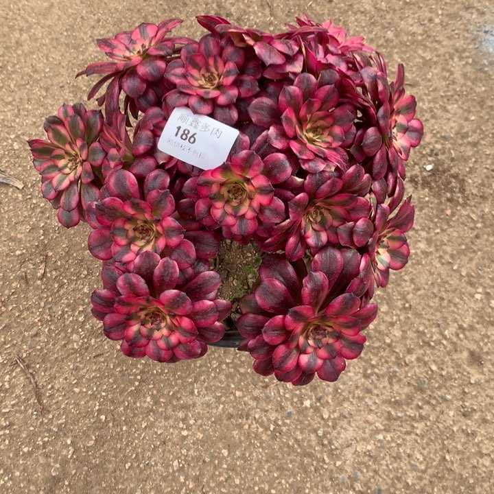 186美肌多肉植物