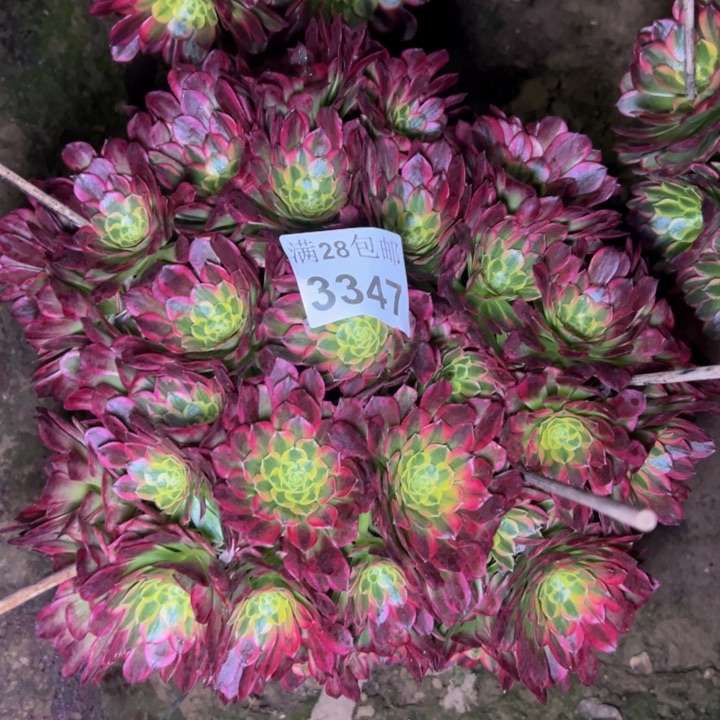 3347朝霞多肉植物