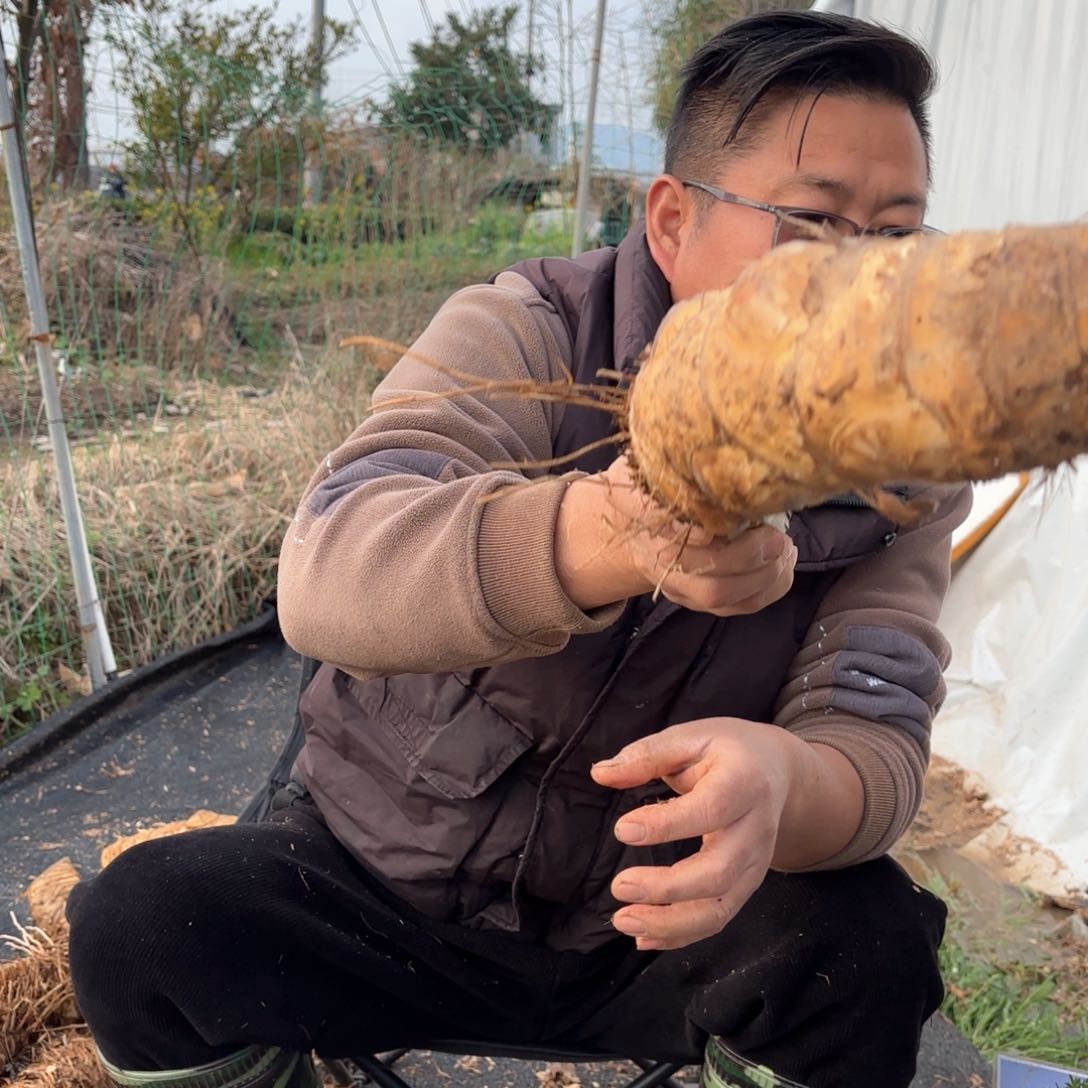 玉**寮海南小叶勒竹