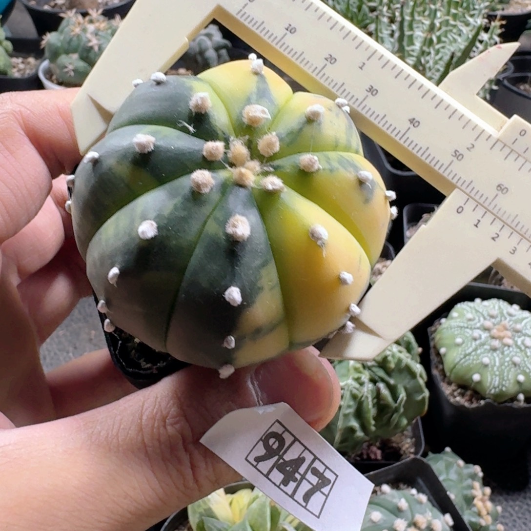 947兜锦脱土发货实生