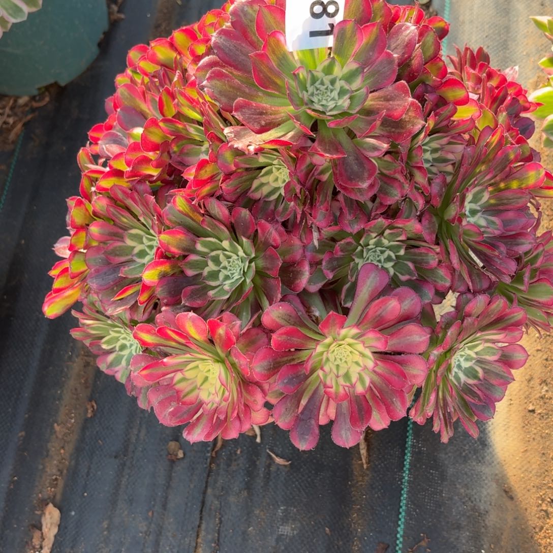 781祝融多肉植物福利