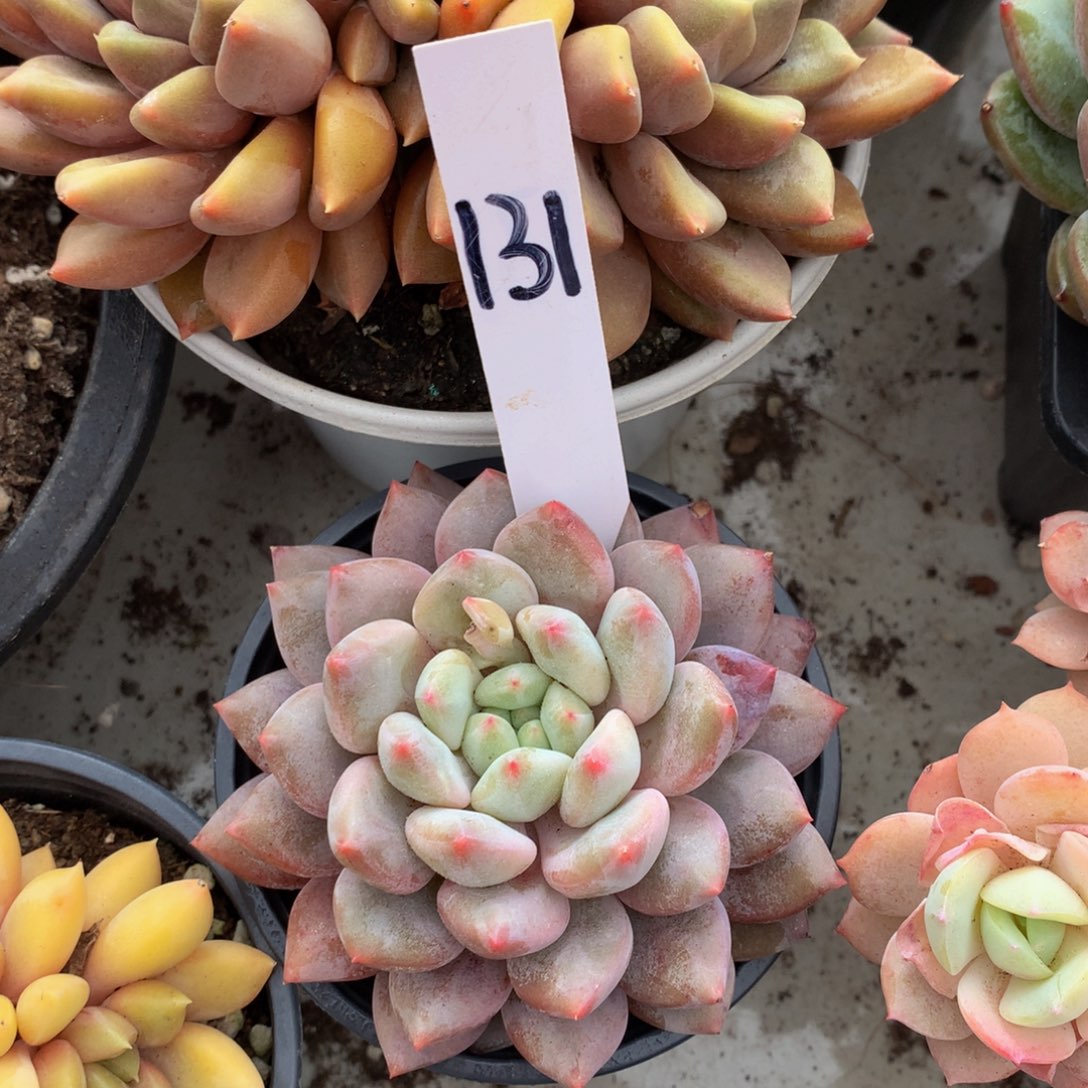 b半夏7272727272727227