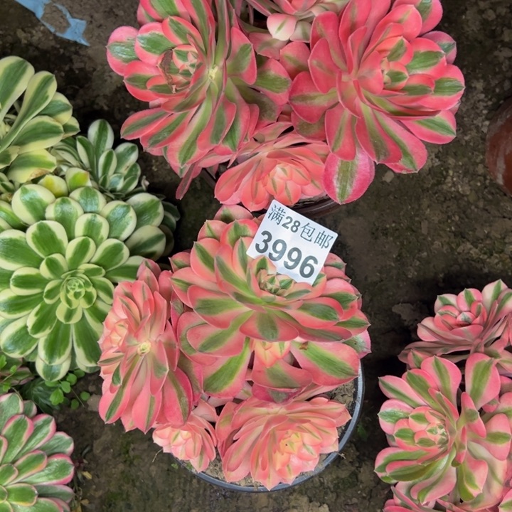 3996女巫多肉植物