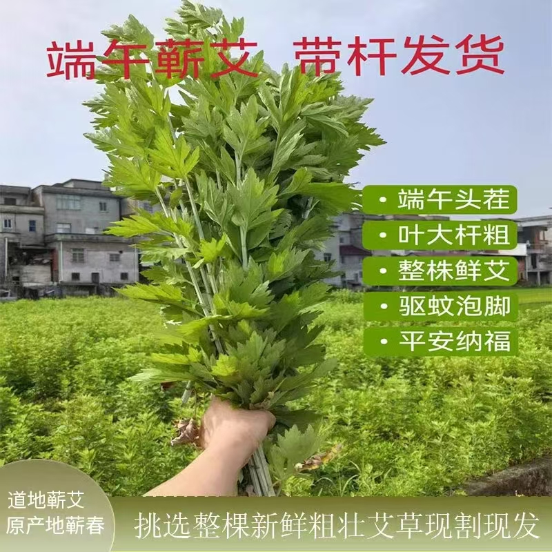 蕲艾挂件蕲春艾草端午节新鲜艾叶草手工香包驱蚊门挂菖蒲鲜花挂饰