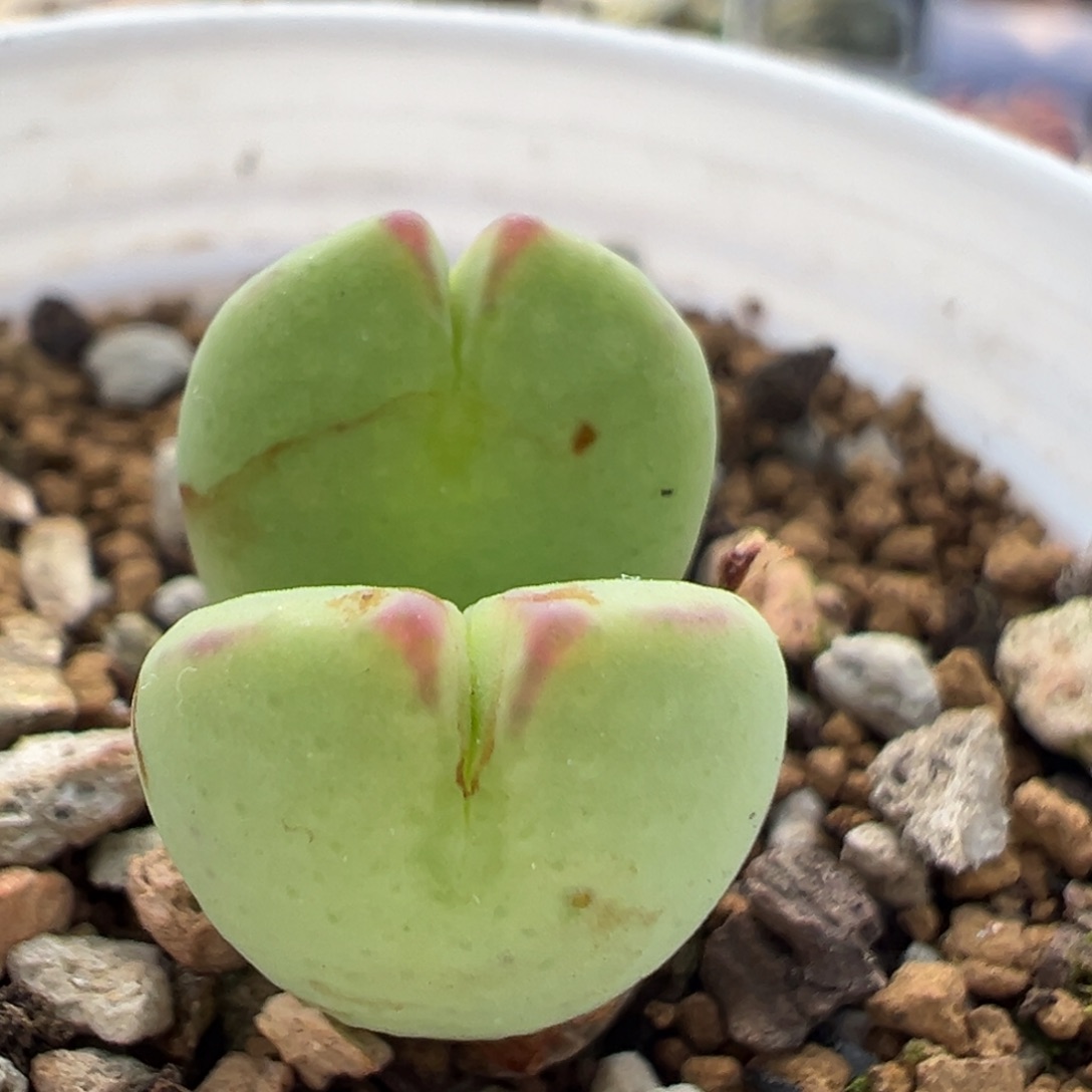 115多肉植物百科知识