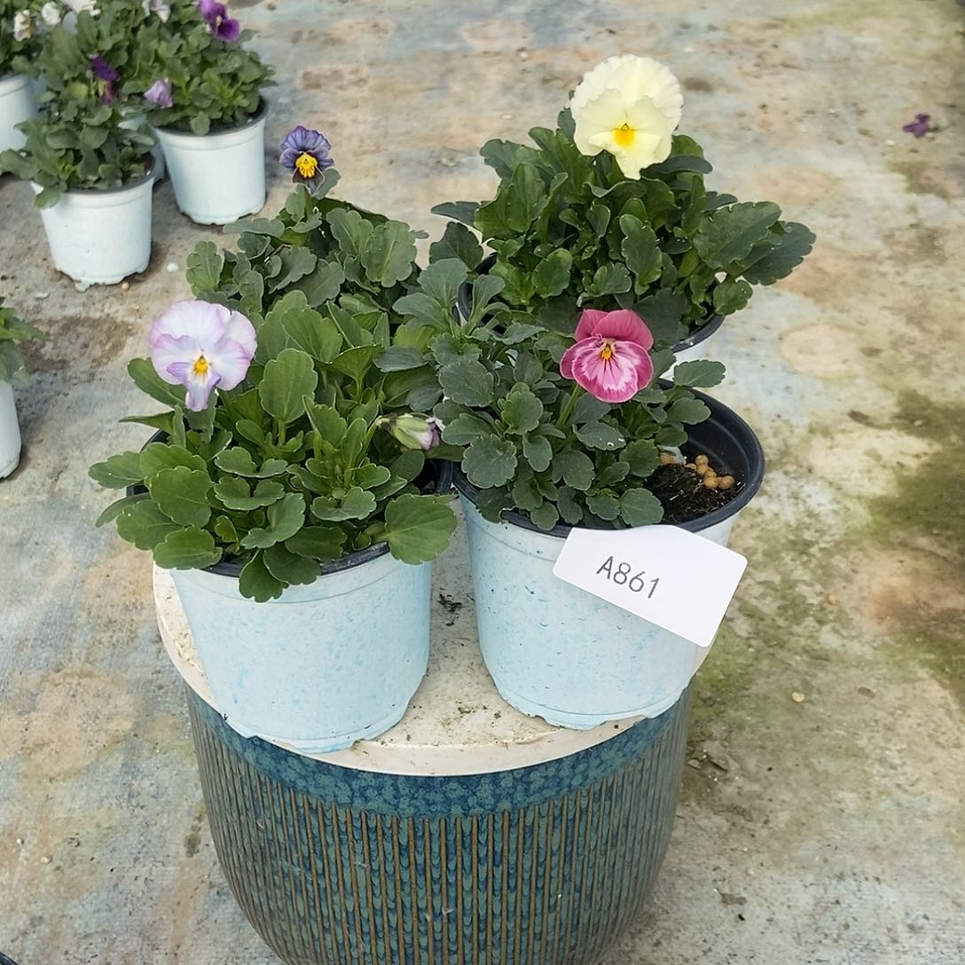 大部分花苞少量开放861