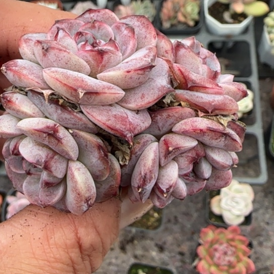 359天鹅绒多肉植物多