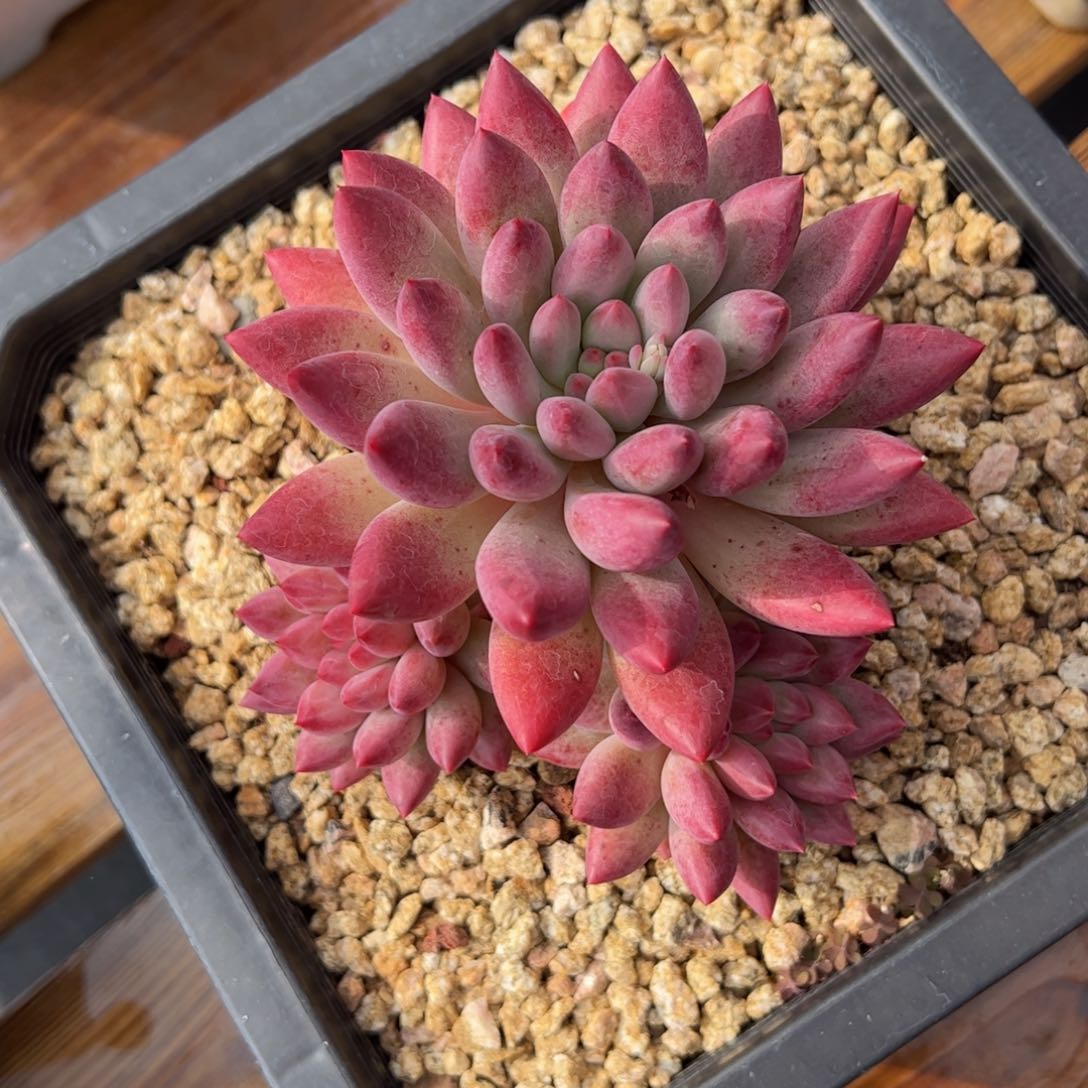 张张精品多肉福利款