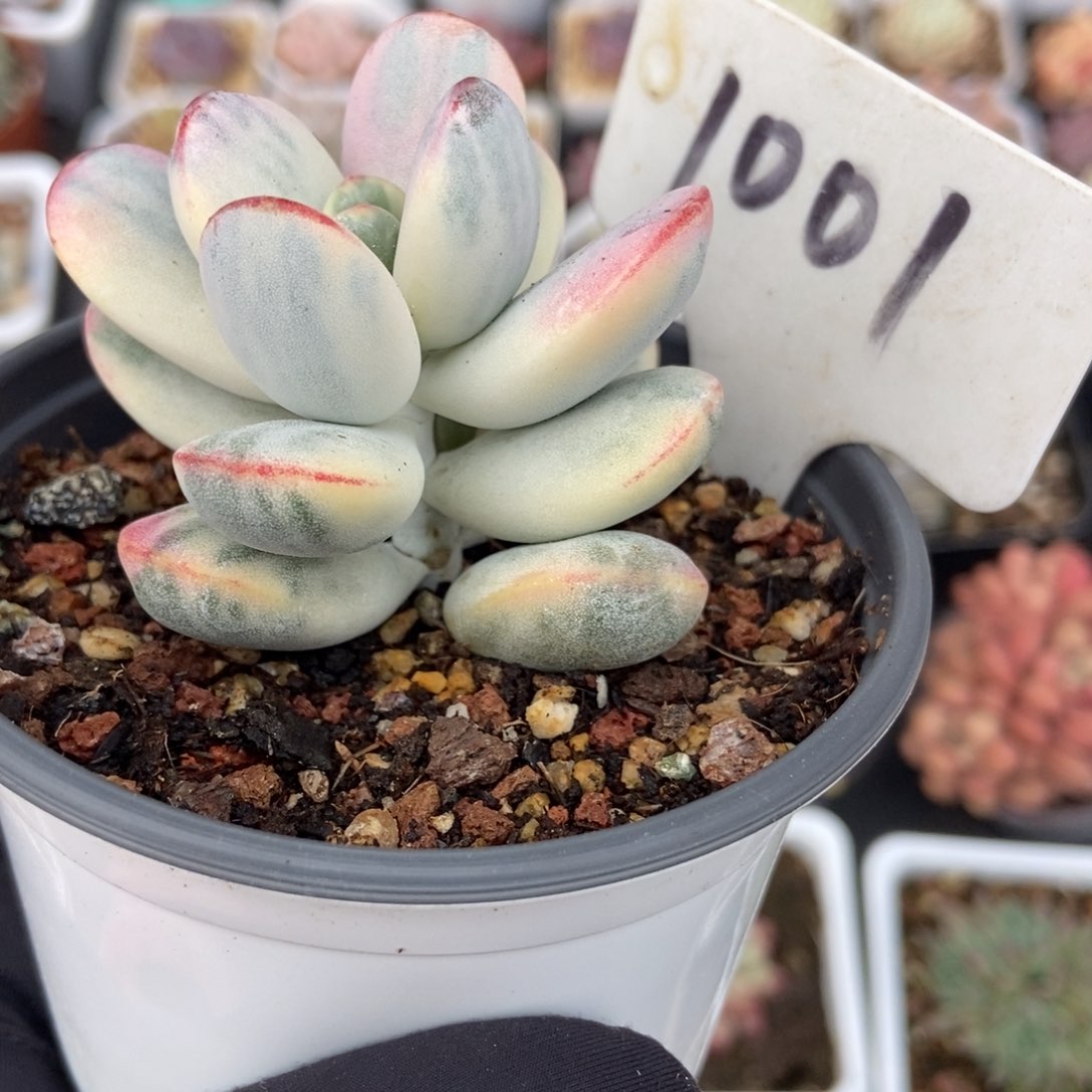 1001福娘锦多肉植物保护